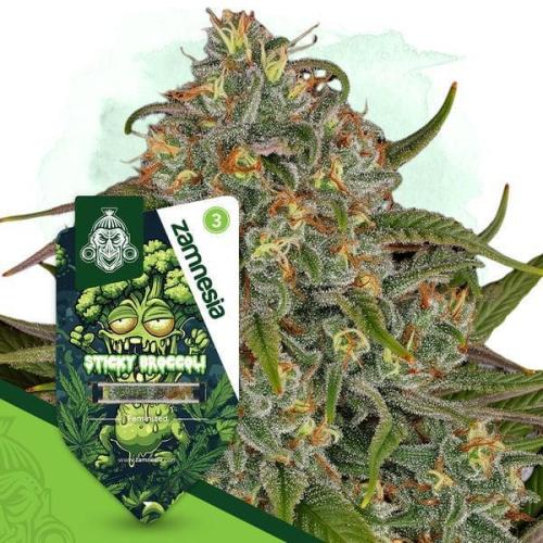 Sticky Broccoli@Zamnesia | Plagron. Week 0