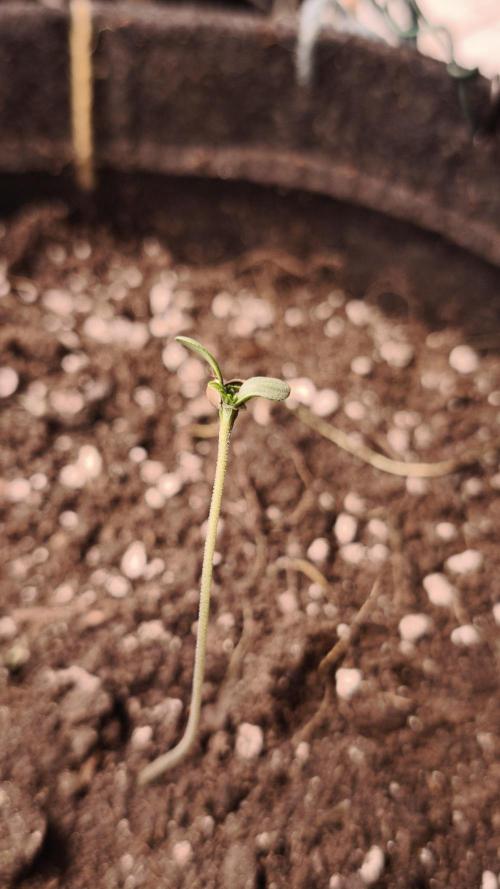 Sticky Broccoli@Zamnesia | Plagron. Week 0