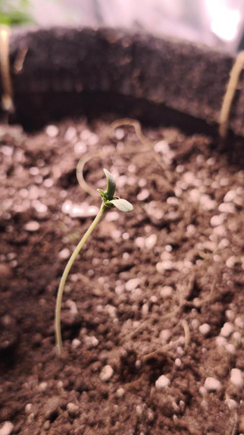 Sticky Broccoli@Zamnesia | Plagron. Week 0