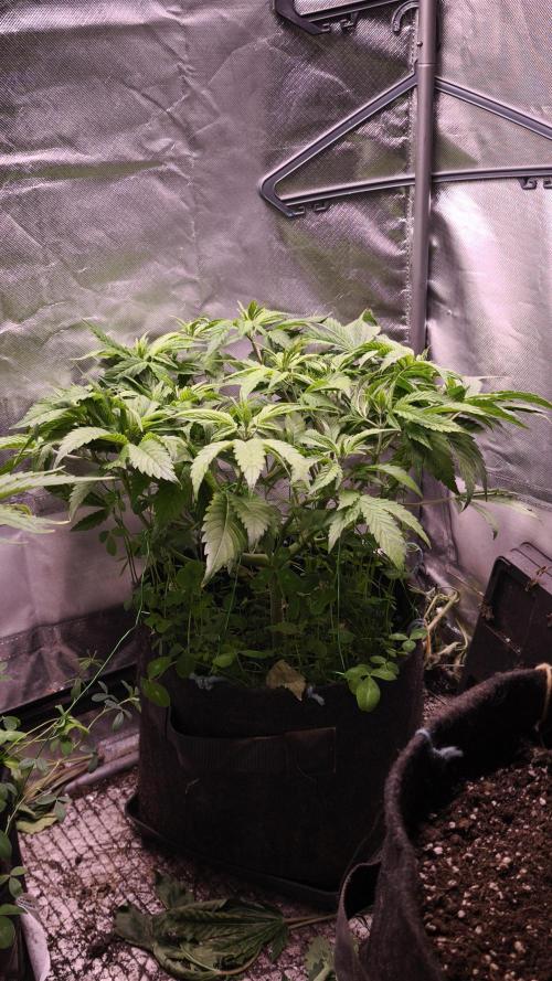 Apricot Auto@FastBuds. Week 6