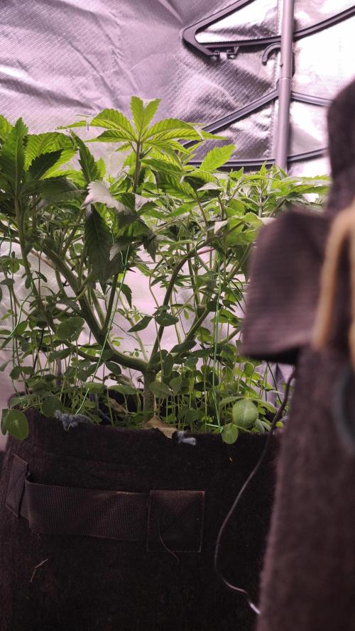 Apricot Auto@FastBuds. Week 6