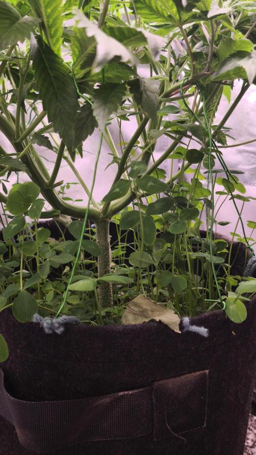 Apricot Auto@FastBuds. Week 6