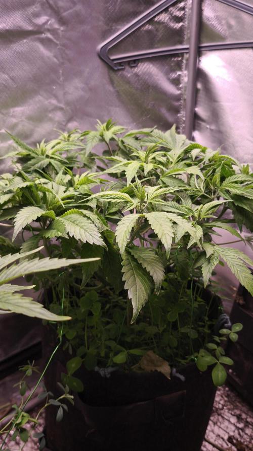 Apricot Auto@FastBuds. Week 6