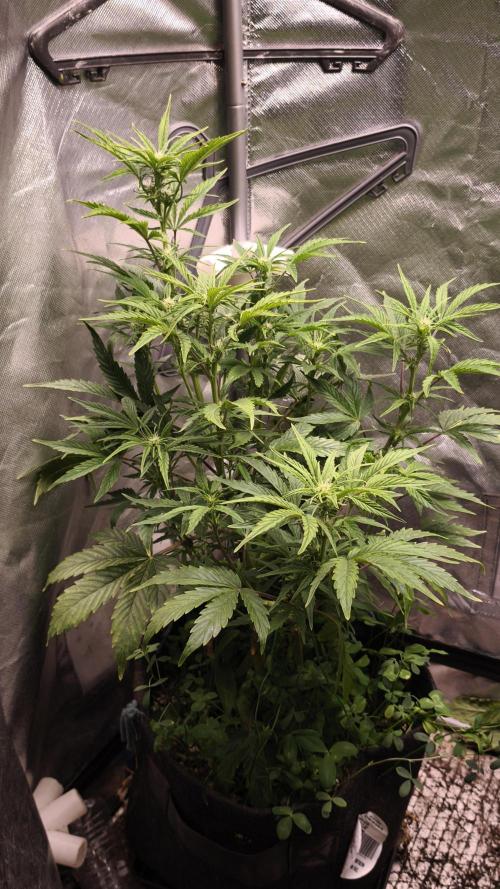 Northern dragon fuel Auto@SSSC. Week 6
