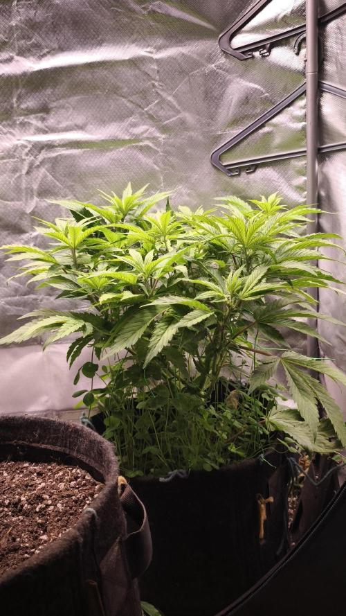 Apricot Auto@FastBuds. Week 7