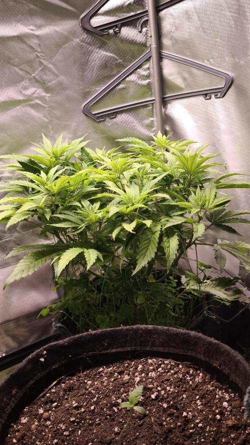 Apricot Auto@FastBuds. Week 7