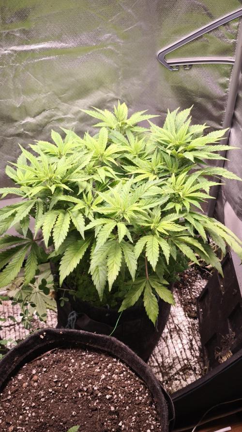 Apricot Auto@FastBuds. Week 7