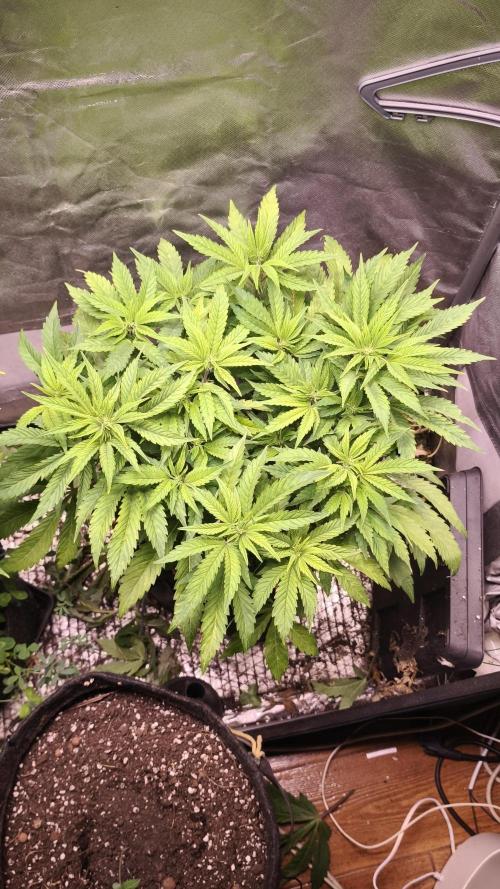 Apricot Auto@FastBuds. Week 7