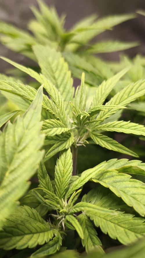 Apricot Auto@FastBuds. Week 7