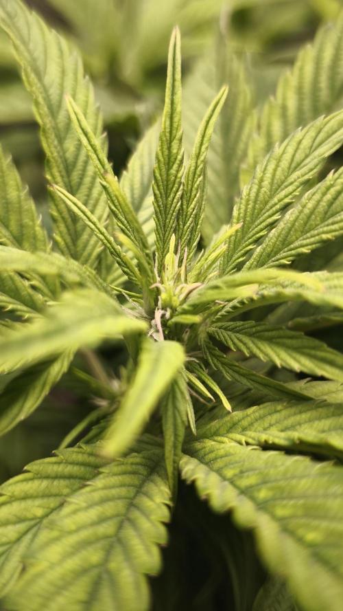 Apricot Auto@FastBuds. Week 7