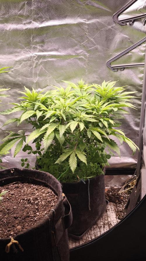 Apricot Auto@FastBuds. Week 7