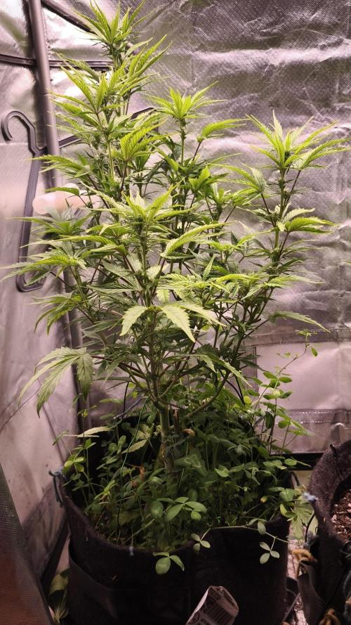 Northern dragon fuel Auto@SSSC. Week 7