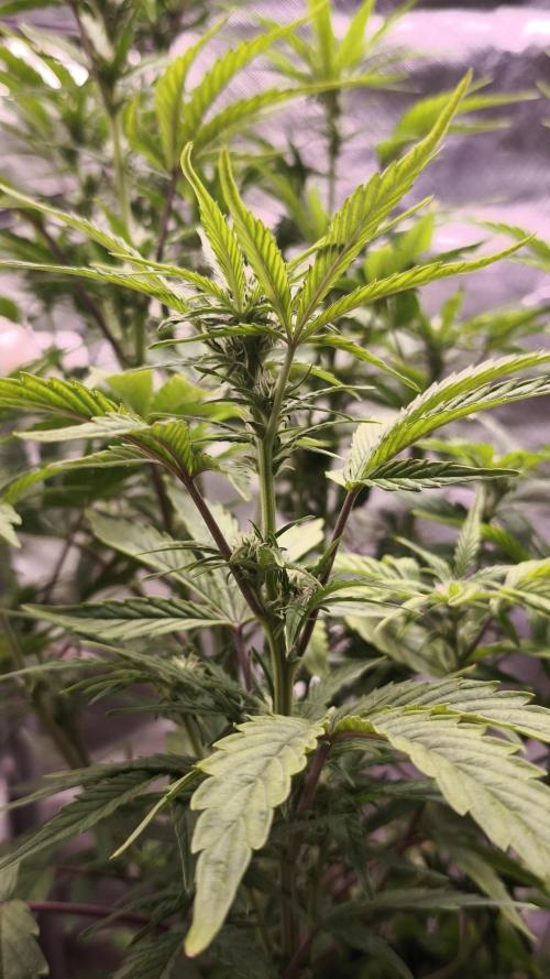 Northern dragon fuel Auto@SSSC. Week 7