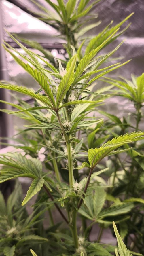 Northern dragon fuel Auto@SSSC. Week 7