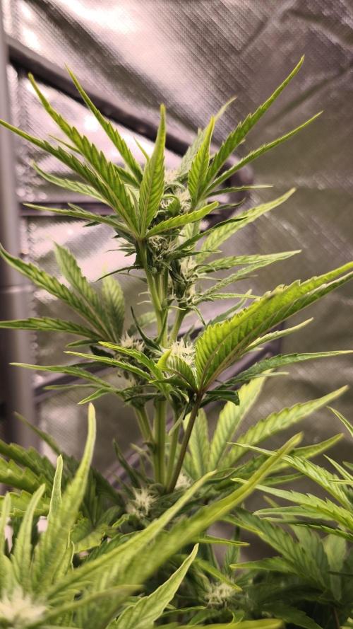 Northern dragon fuel Auto@SSSC. Week 7