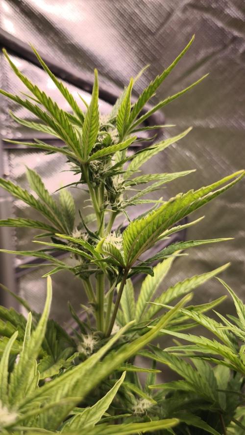 Northern dragon fuel Auto@SSSC. Week 7