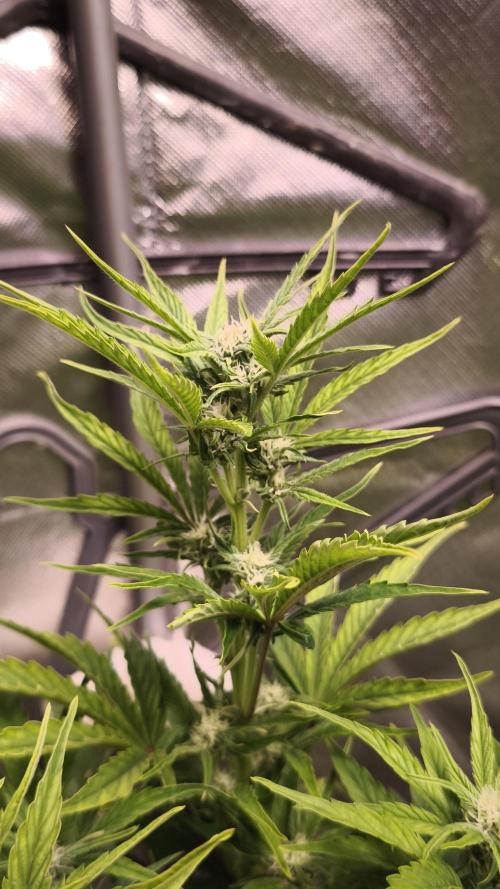 Northern dragon fuel Auto@SSSC. Week 7