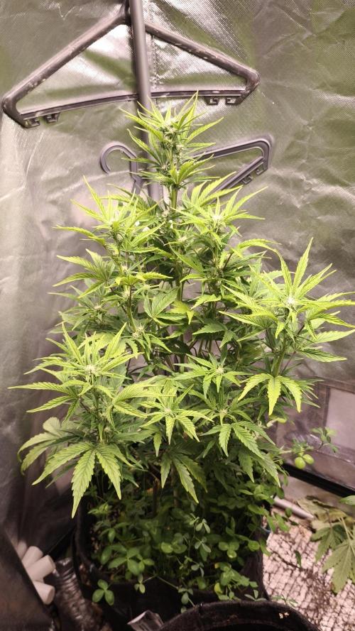 Northern dragon fuel Auto@SSSC. Week 7