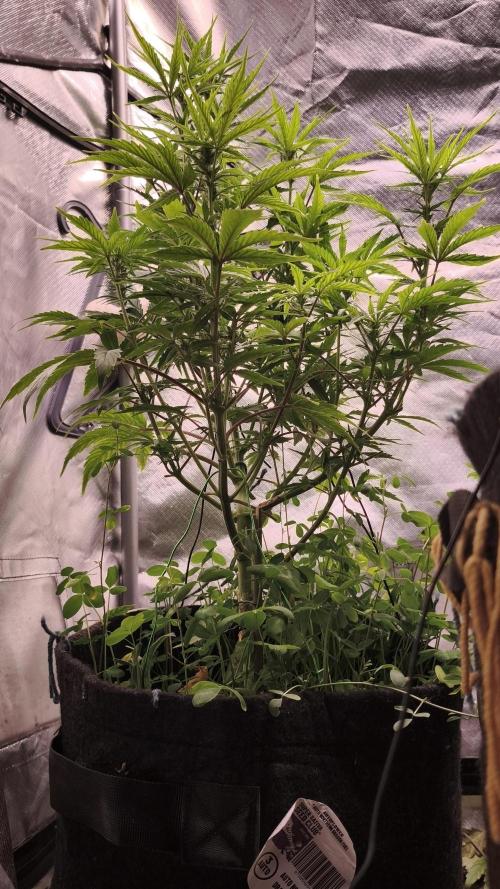 Northern dragon fuel Auto@SSSC. Week 7