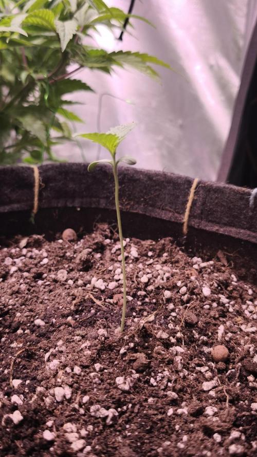 Sticky Broccoli@Zamnesia | Plagron. Week 0