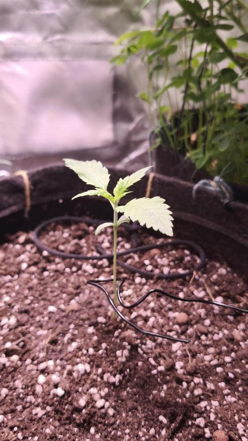 Sticky Broccoli@Zamnesia | Plagron. Week 1