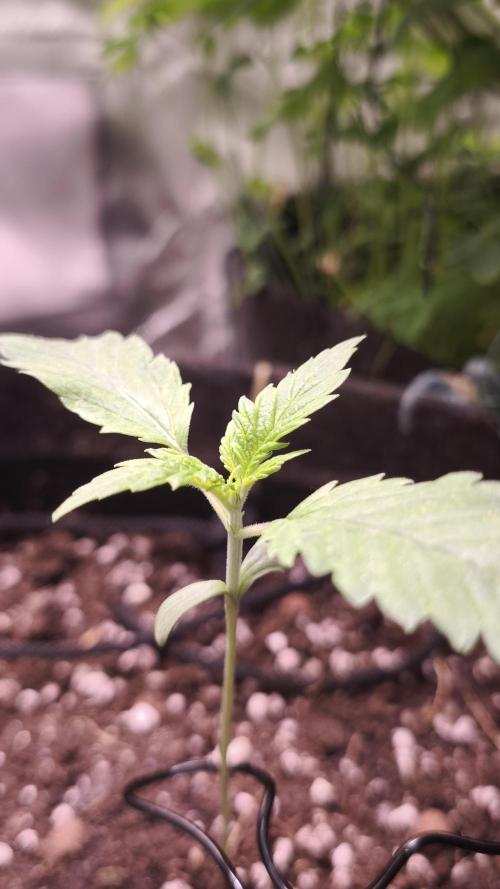 Sticky Broccoli@Zamnesia | Plagron. Week 1