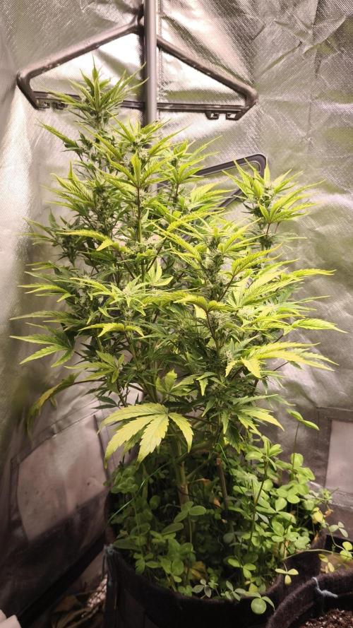 Northern dragon fuel Auto@SSSC. Week 8