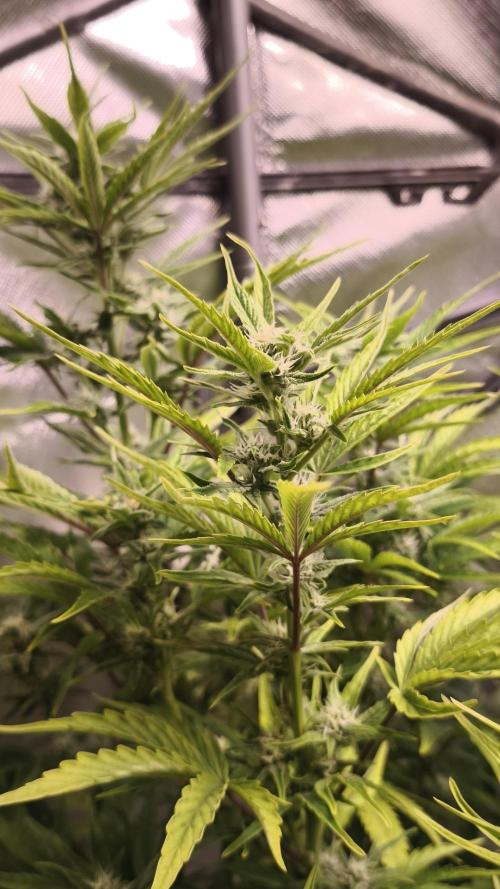 Northern dragon fuel Auto@SSSC. Week 8