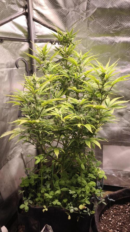 Northern dragon fuel Auto@SSSC. Week 8