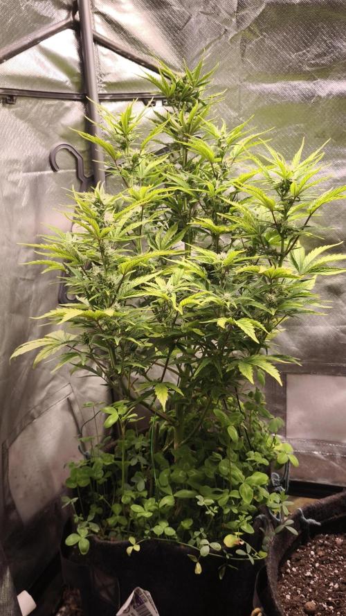 Northern dragon fuel Auto@SSSC. Week 8