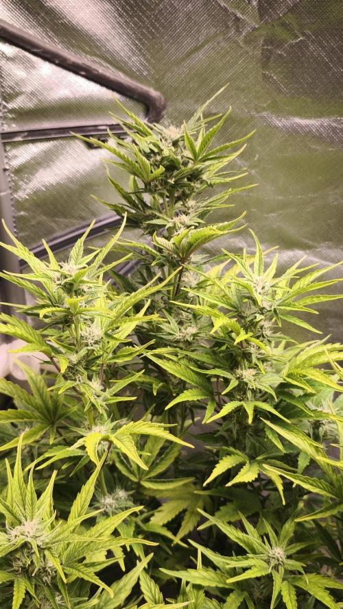 Northern dragon fuel Auto@SSSC. Week 8