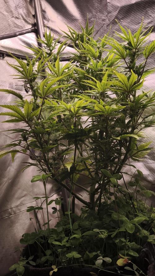 Northern dragon fuel Auto@SSSC. Week 8