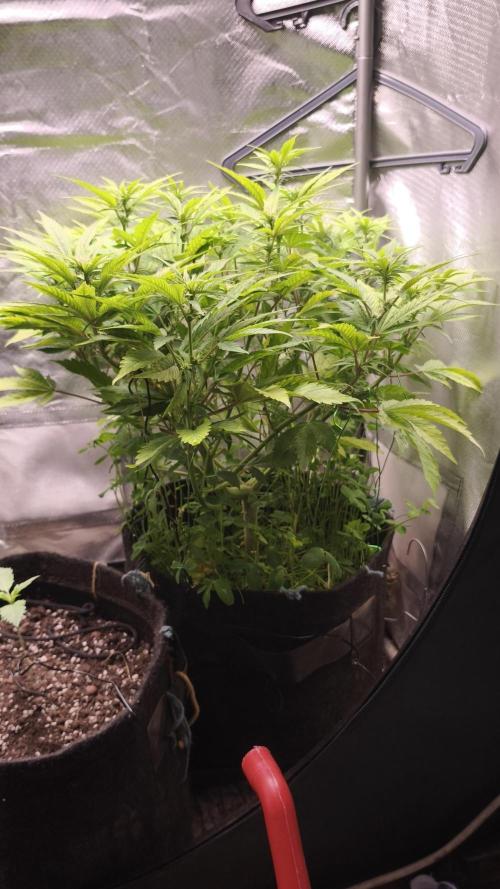 Apricot Auto@FastBuds. Week 8