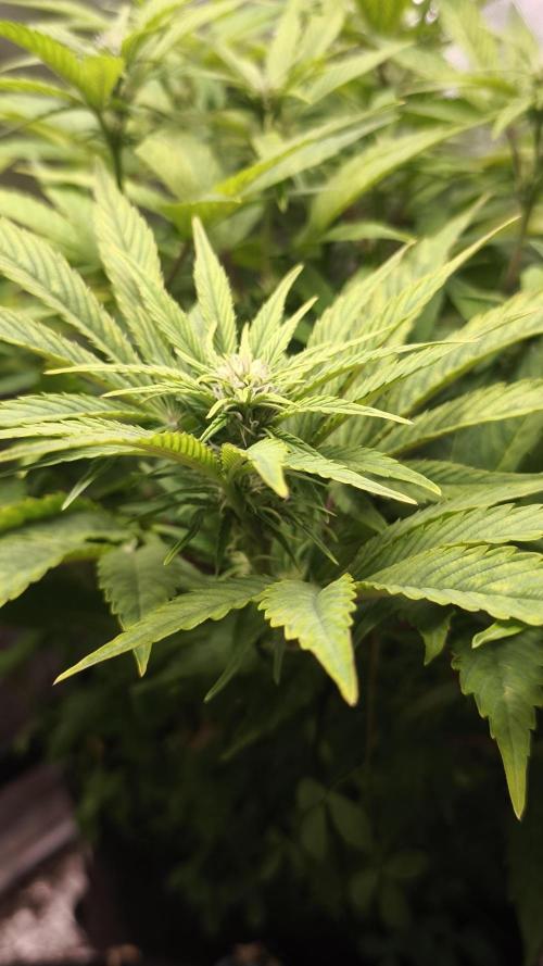 Apricot Auto@FastBuds. Week 8