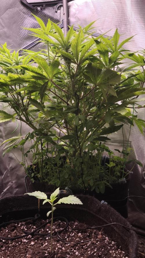 Apricot Auto@FastBuds. Week 8