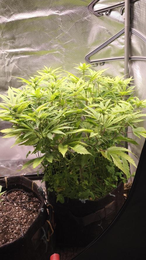 Apricot Auto@FastBuds. Week 8