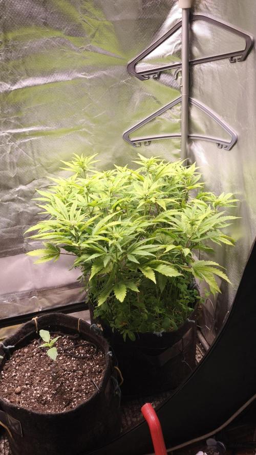 Apricot Auto@FastBuds. Week 8