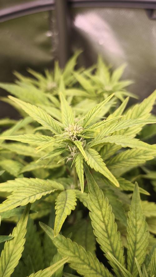 Apricot Auto@FastBuds. Week 8