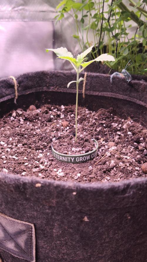 Sticky Broccoli@Zamnesia | Plagron. Week 1