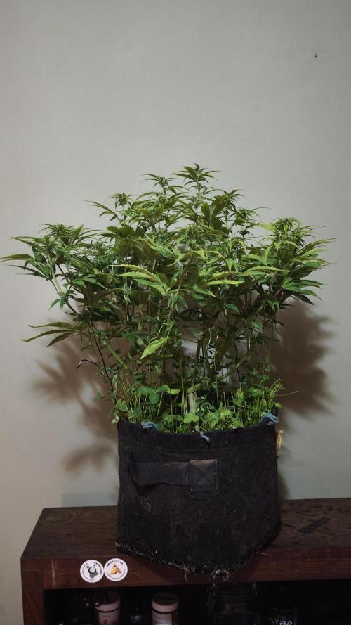 Apricot Auto@FastBuds. Week 8