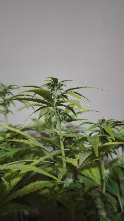 Apricot Auto@FastBuds. Week 8