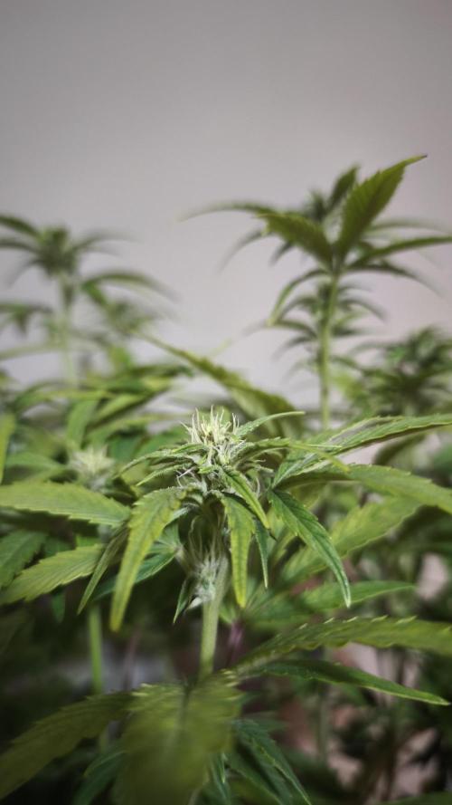 Apricot Auto@FastBuds. Week 8