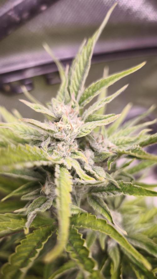 Northern dragon fuel Auto@SSSC. Week 8