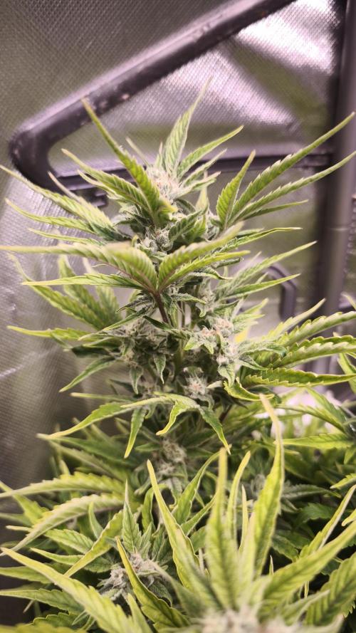 Northern dragon fuel Auto@SSSC. Week 8