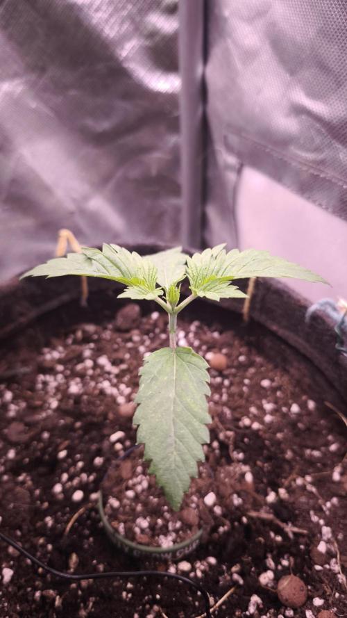 Sticky Broccoli@Zamnesia | Plagron. Week 1