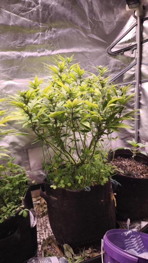 Apricot Auto@FastBuds. Week 9