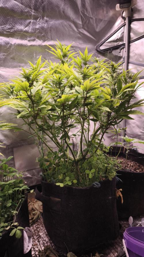 Apricot Auto@FastBuds. Week 9