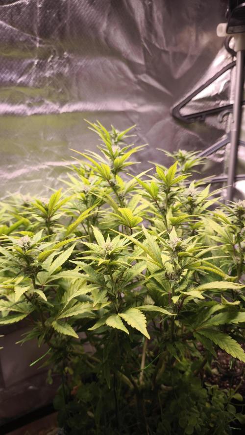 Apricot Auto@FastBuds. Week 9