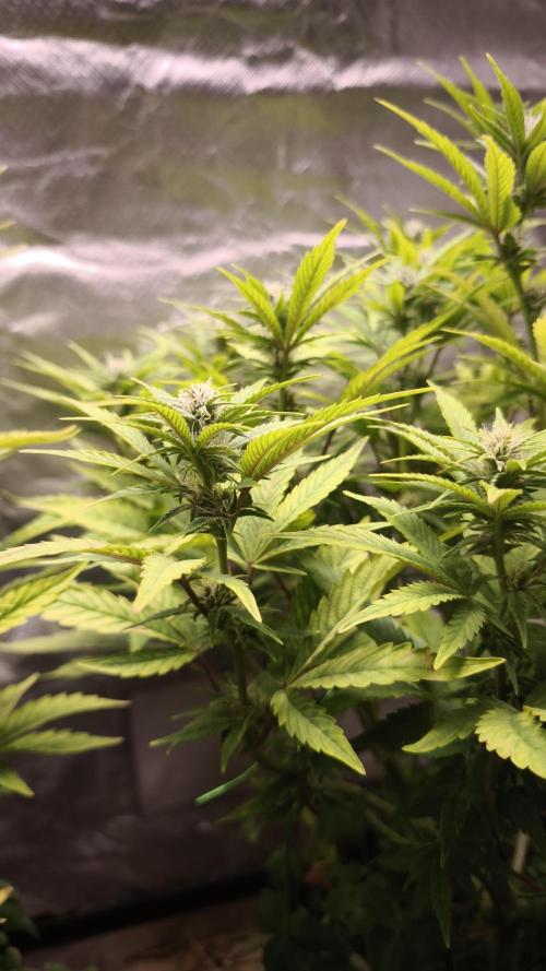 Apricot Auto@FastBuds. Week 9
