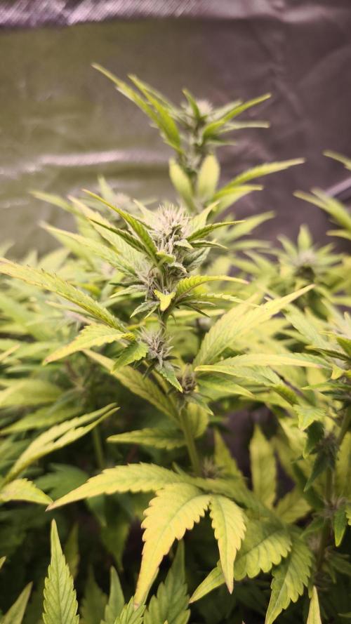 Apricot Auto@FastBuds. Week 9